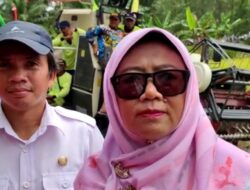 Puncak Panen Padi di Provinsi Lampung dimulai dari Bulan Februari Hingga April