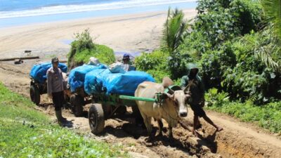 Cerita Polisi Bantu Pendistribusian Logistik Pemilu Gunakan Gerobak Sapi Susuri Laut Hingga Terjebak di Jalan Lumpur