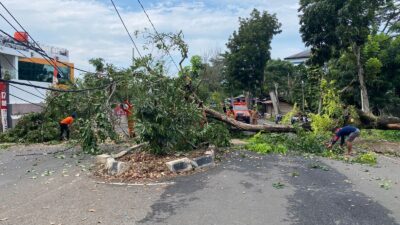 Pohon Tumbang Sebabkan Tiang Listrik Patah, PLN UID Lampung Gerak Cepat Normalkan Pasokan Listrik