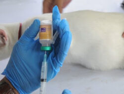 Pemkot Bakal Vaksinasi Rabies Gratis 500 Hewan Peliharaan Di Kota Bandar lampung
