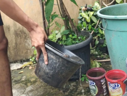 Pemkot Bandarlampung targetkan zero kematian akibat DBD